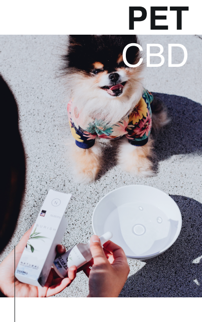someone putting nurish cbd pet drops into water bowl, and dog is smiling
